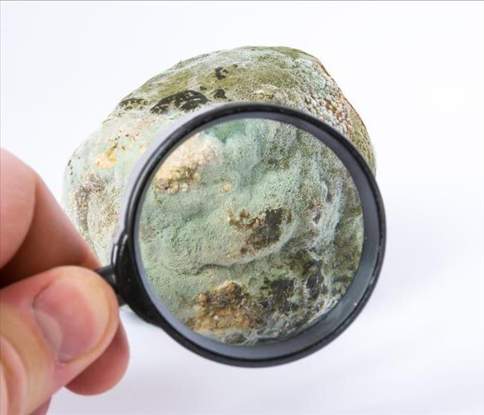 Image of a person using a magnifying glass to look at mold growth