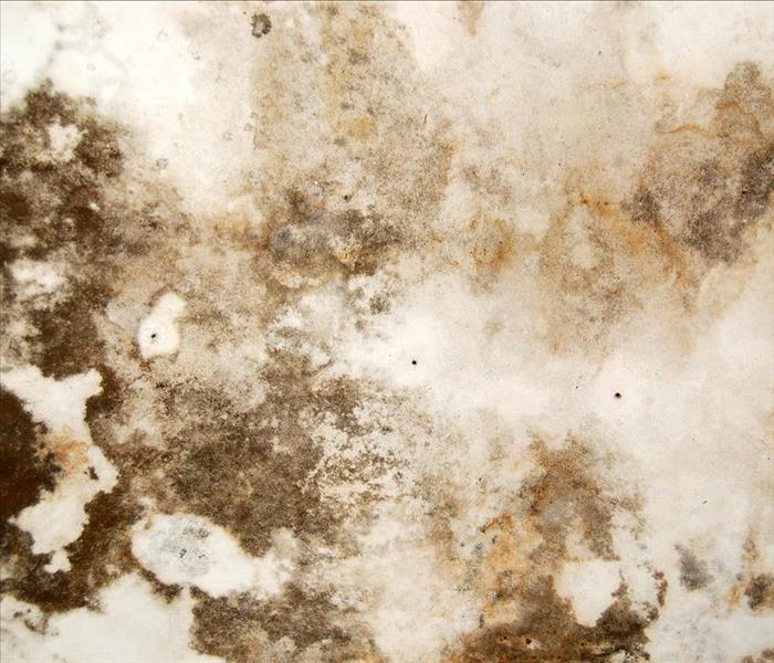 Image of a mold with black mold