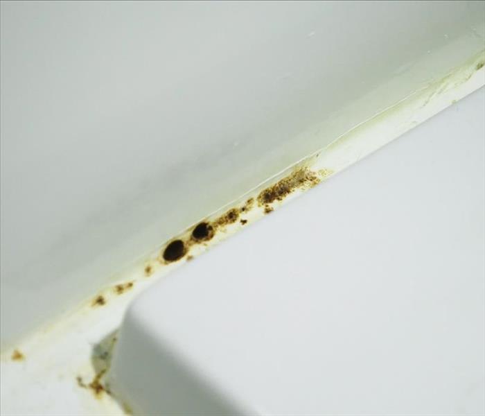 Image of mold found on shower. 